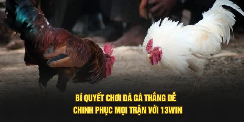 Bí Quyết Chơi Đá Gà Thắng Dễ - Chinh Phục Mọi Trận Với 13Win