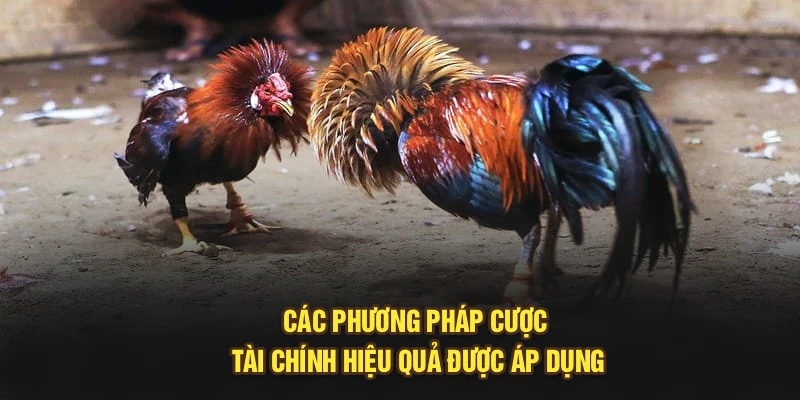 Các phương pháp cược tài chính hiệu quả được áp dụng