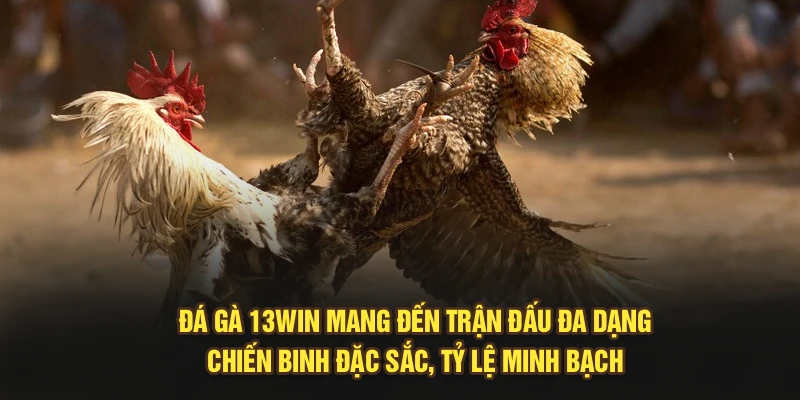 Đá gà 13Win mang đến trận đấu đa dạng, chiến binh đặc sắc, tỷ lệ minh bạch
