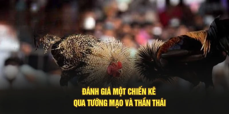 Đánh giá một chiến kê qua tướng mạo và thần thái