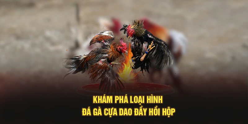 Khám phá loại hình đá gà cựa dao đầy hồi hộp