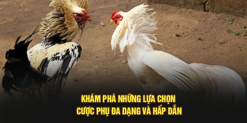 Khám phá những lựa chọn cược phụ đa dạng và hấp dẫn