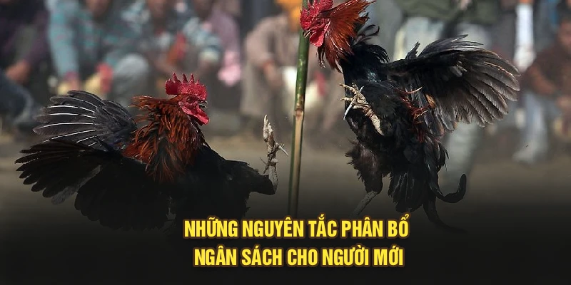 Những nguyên tắc phân bổ ngân sách cho người mới