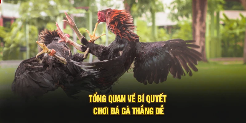 Tổng quan về bí quyết chơi đá gà thắng dễ